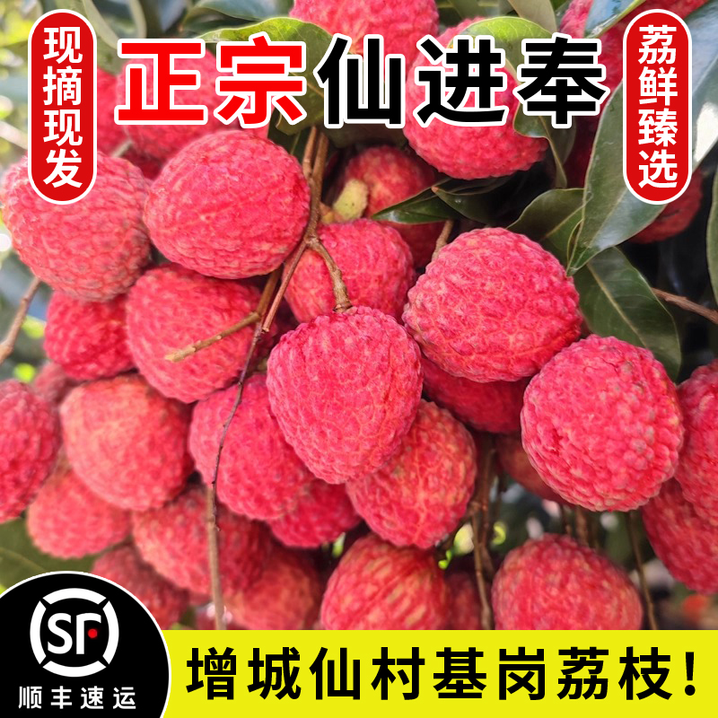 仙进奉荔枝鲜果新鲜现摘现发广东增城仙村基岗应当季送礼水果大果