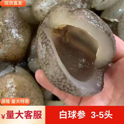白球参免泡发海参包邮