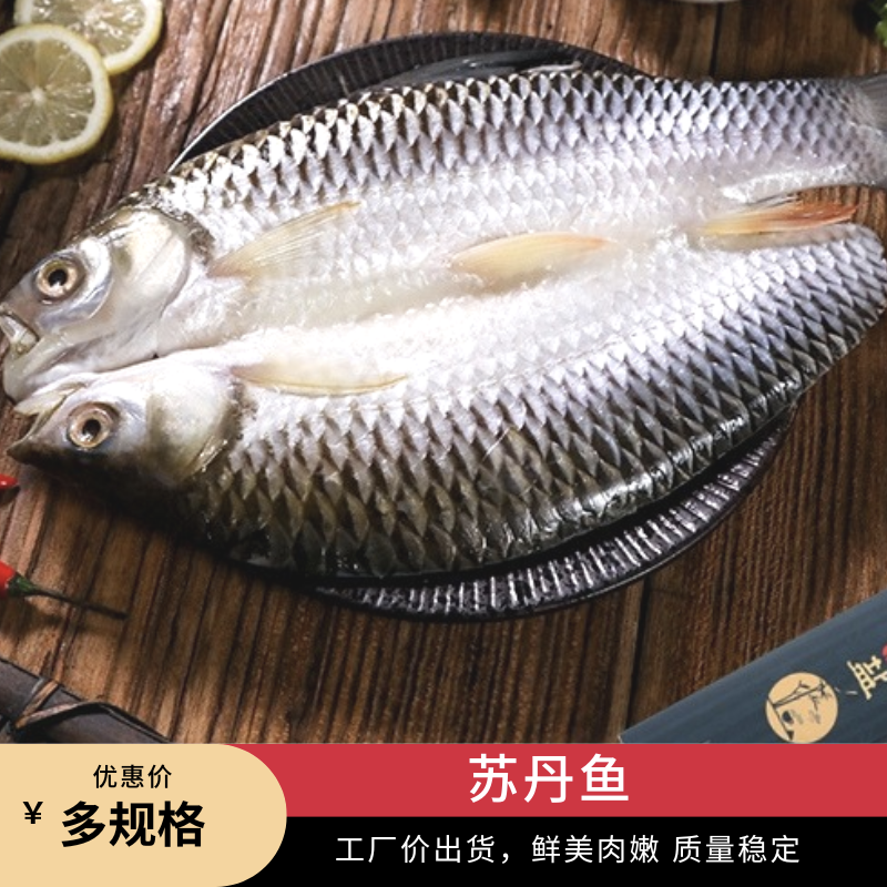 开背苏丹鱼马来皇帝鱼淡水鱼