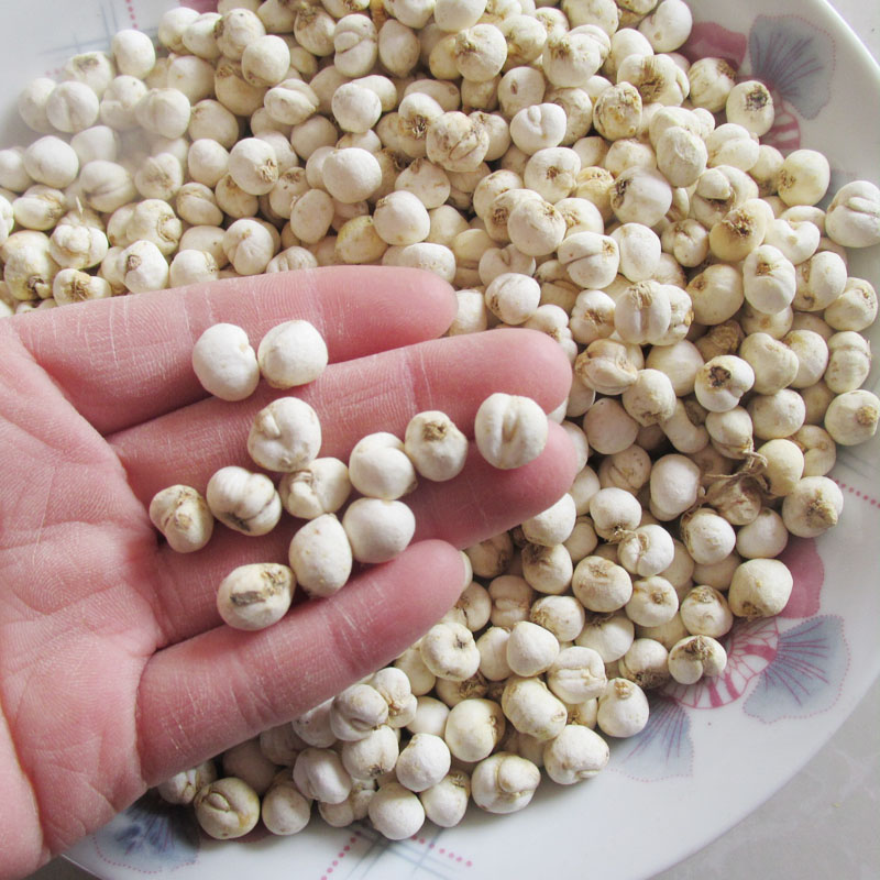 川贝母 中药材川贝 四川种植贝母正品新货贝母 尖贝母250克贝母粉