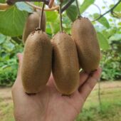 收货即食金福猕猴桃果肉细腻香甜产自陕西秦岭渭河两岸京东配送