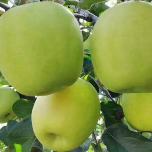 中国陕西农科城杨凌示范区五泉镇应季瑞雪苹果酥脆香甜整箱包邮