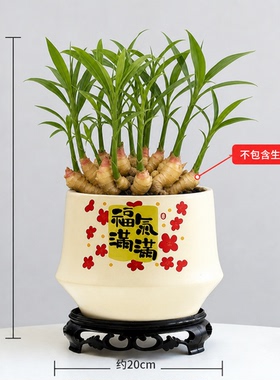 桌面禄根花盆水培生姜陶瓷托盘办公室绿植摆件轻奢招财植物容器款