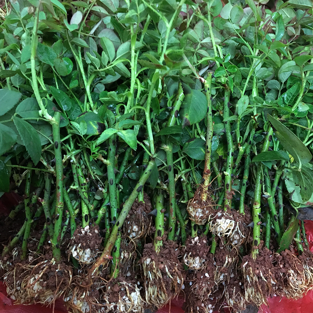 云南食用玫瑰花苗滇红大马士革墨红浓香庭院耐寒四季开花容易种植