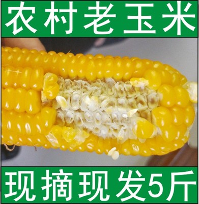 新鲜老式农家特产生玉米包邮