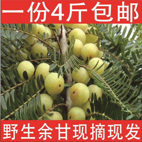 现摘现发油甘果油甘子 新鲜余甘其它