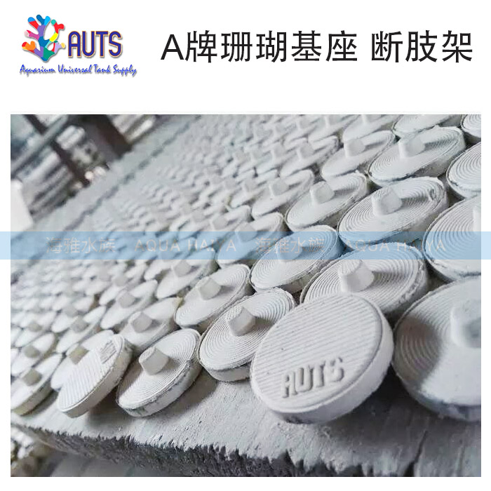 A牌海水 珊瑚断枝座 纽扣 sps断枝繁殖座 高品质无害 陶瓷基座