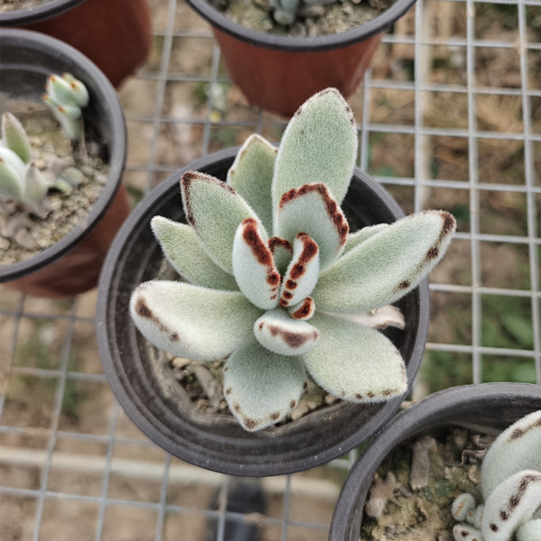 月兔儿多肉兔耳朵多肉植物可爱型绿植花卉基地直发满额包邮