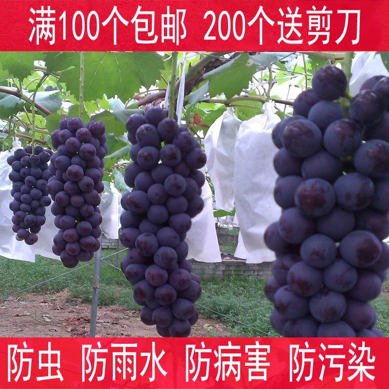 Sunshine Rose grape Dedicated Bagging Pest control Rain Open air Kyoho Sunlight Fruit bag translucent Pulpin the Flower delivery/Flowers simulation/Plants gardening , Gardening supplies , Other Garden Supplies  category - from Buy2taobao.com to provide professional Taobao agent buy service