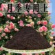 月季 玫瑰专用营养土盆栽养花种植土壤肥料通用种花 玫瑰专用土月季
