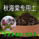 秋海棠专用土酸性土透气海棠土壤盆栽种植土通用营养土有机腐殖土