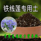 铁线莲专用土营养土通用型大包月季 绣球专用铁线莲种植土养花腐殖