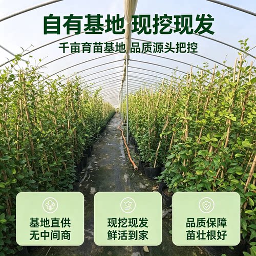 风车茉莉爬藤花苗四季常绿庭院阳台盆栽开花植物基地直发好养活