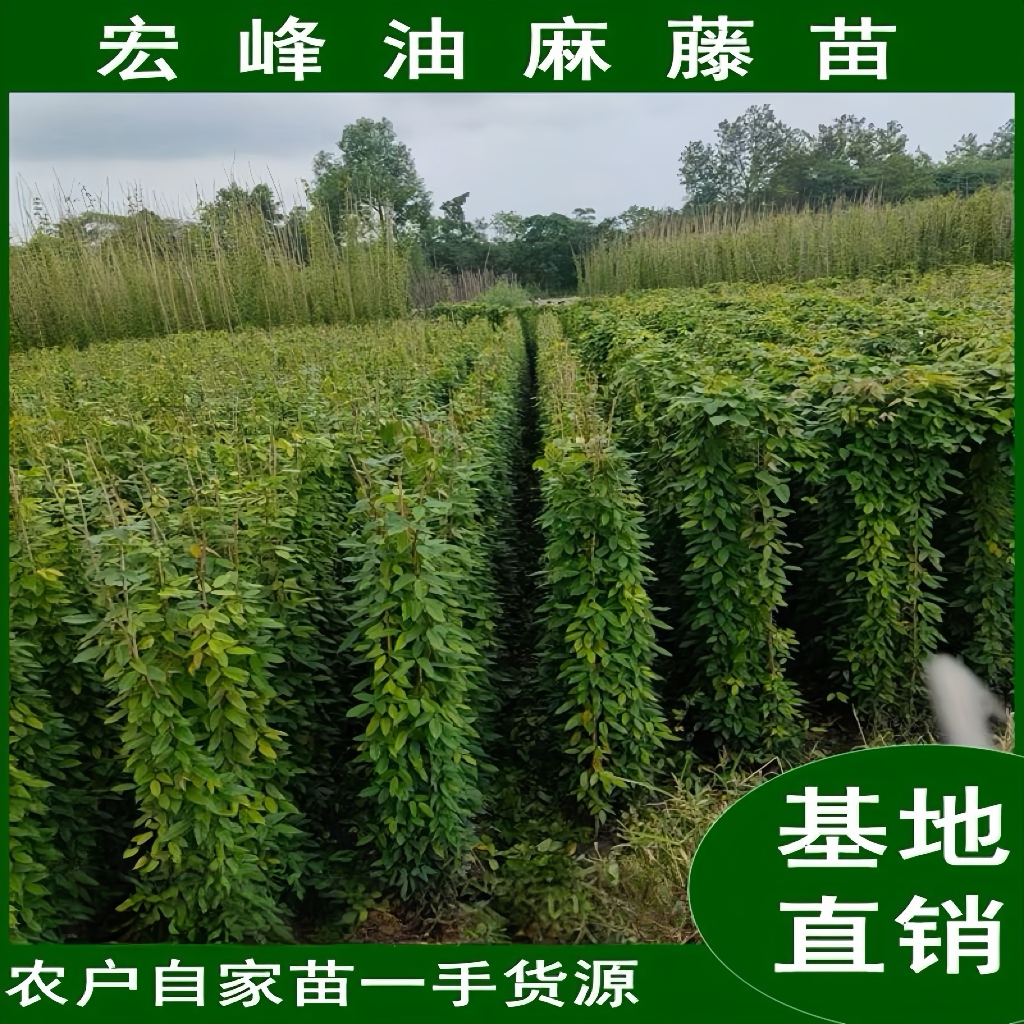 爬藤攀植物常绿油麻树苗禾雀