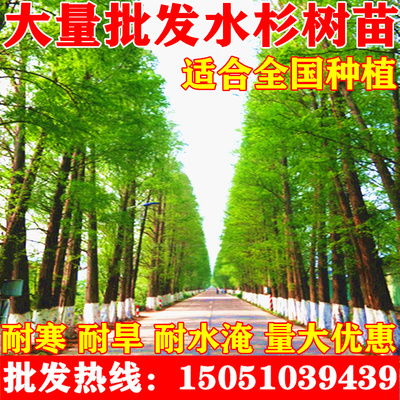 速生水杉小苗大型四季长青庭院