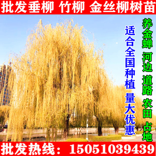 直销绿化苗木金丝垂柳苗黄金柳树苗杨柳树苗庭院垂柳小苗道路树苗