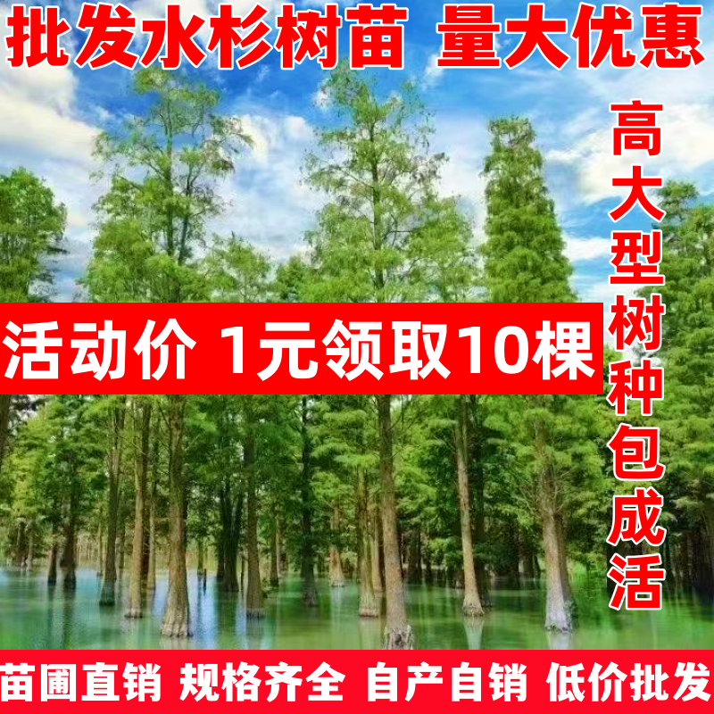 直销庭院绿化适宜南北方种植工程绿化耐水湿速生水杉树苗盆栽盆景,鲜花速递/花卉仿真/绿植园艺,行道树/乔木,淘宝优惠券,粉丝福利购,淘宝优惠卷