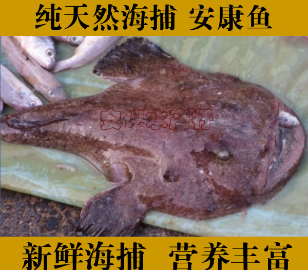 新鲜安康鱼野生蛤蟆鱼老头鱼大嘴鱼海鲜鲜活丑鱼海鲜水产250g