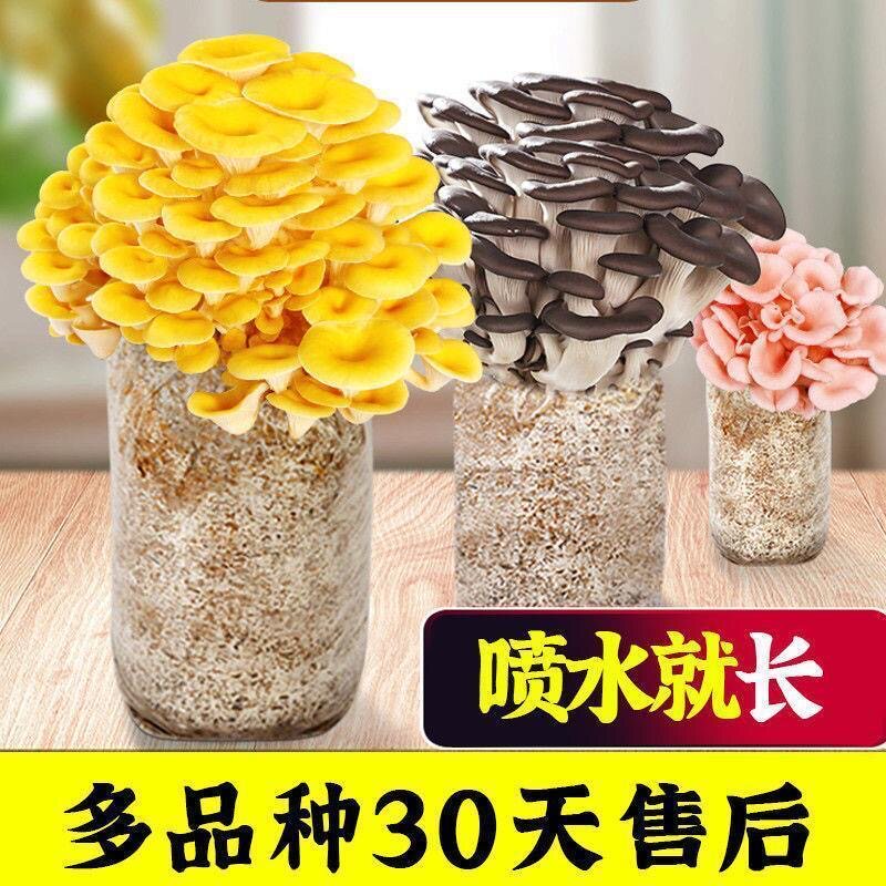 多品种蘑菇菌包平菇香菇羊肚菌盆栽室内客厅美观易养喷水就长