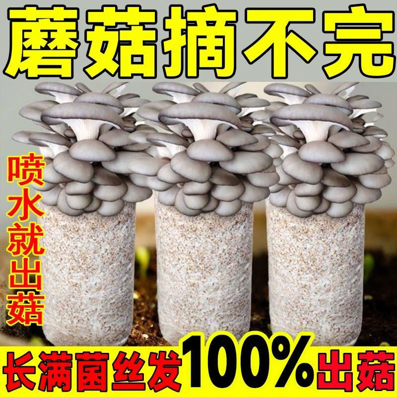 买三发六蘑菇种植包平菇菌丝体盆多肉植物
