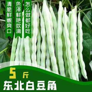 山东芸豆豆角扁豆白豆角老来少九粒白芸豆四季豆农家现摘新鲜蔬菜