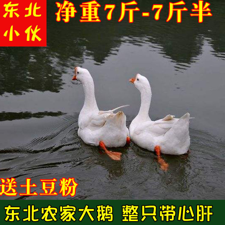 东北农村散养大鹅鹅黑龙江新鲜冷冻整只非老白条鹅纯粮大笨鹅包邮