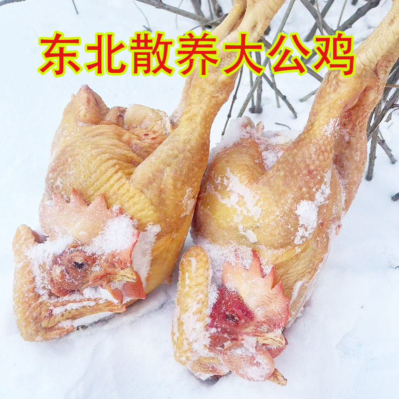 东北农家散养小笨鸡黑龙江新鲜公鸡土柴草走地鸡溜达包邮冷冻