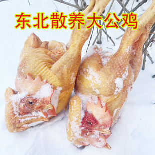 东北农家散养小笨鸡黑龙江新鲜公鸡土柴草走地鸡溜达包邮冷冻