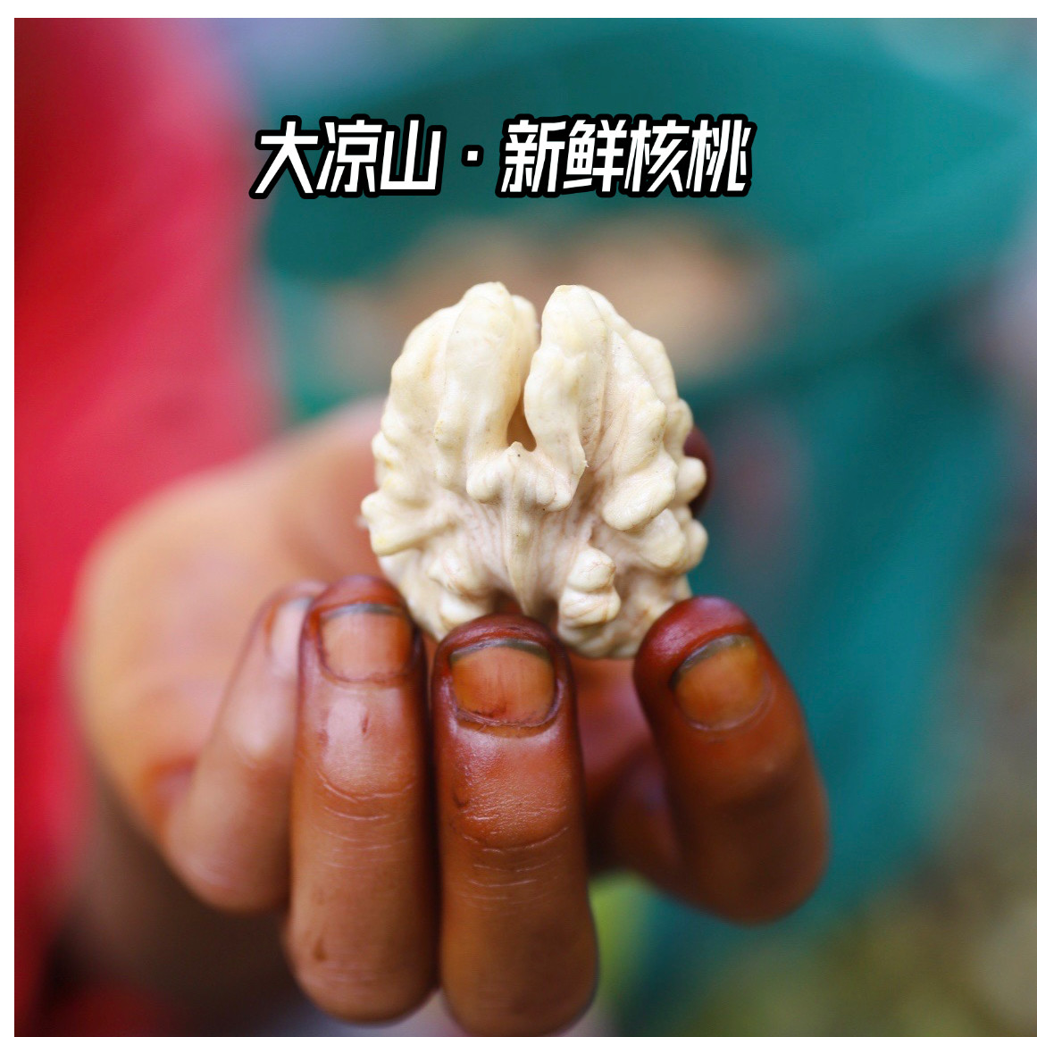 【孕妇可食】大凉山去青皮新鲜核桃2026年湿核桃嫩核桃现摘现发