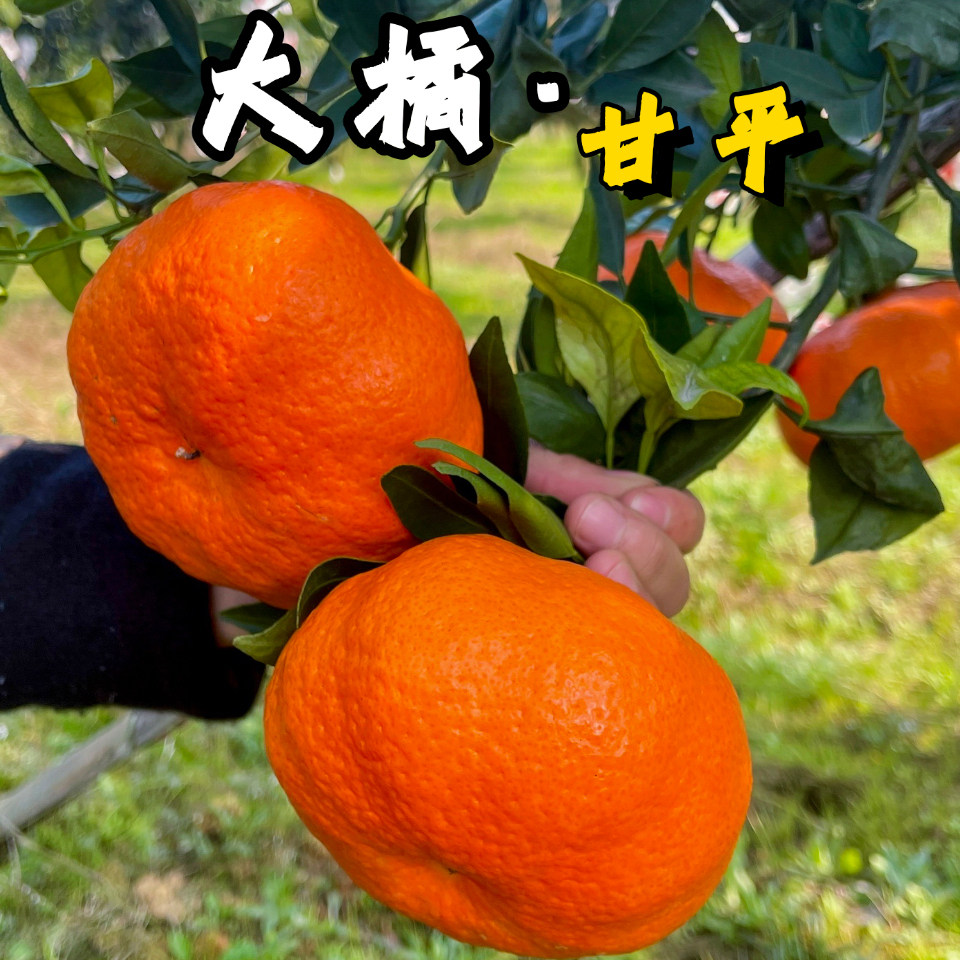 正宗四川大橘·甘平 脆甜多汁 皮薄肉厚 新鲜当季水果,水产肉类/新鲜蔬果/熟食,桔子,淘宝优惠券,粉丝福利购,淘宝优惠卷