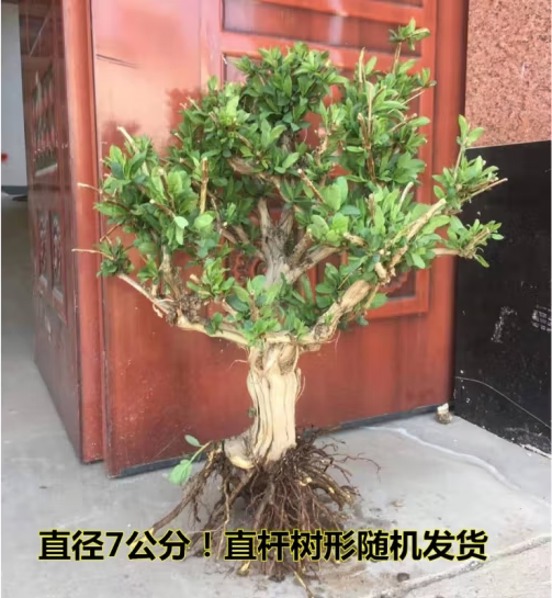 金银花阳台，庭院四季