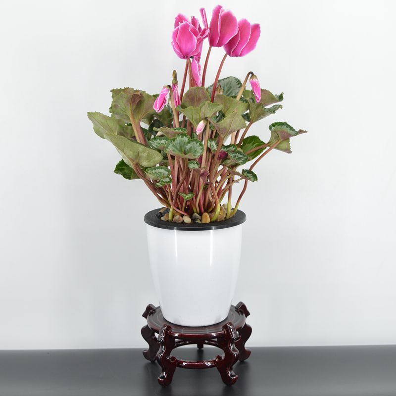 花卉植物办公室客厅水培绿植