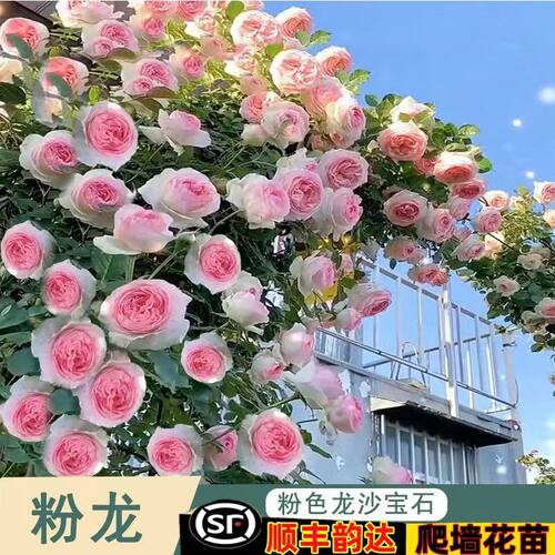 蔷薇花苗爬藤藤本月季四季开花