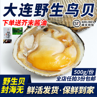 大连特产鲜活大鸟贝带壳活鲜发货刺身野生黄鸟贝白贝海鲜鸟蛤1斤