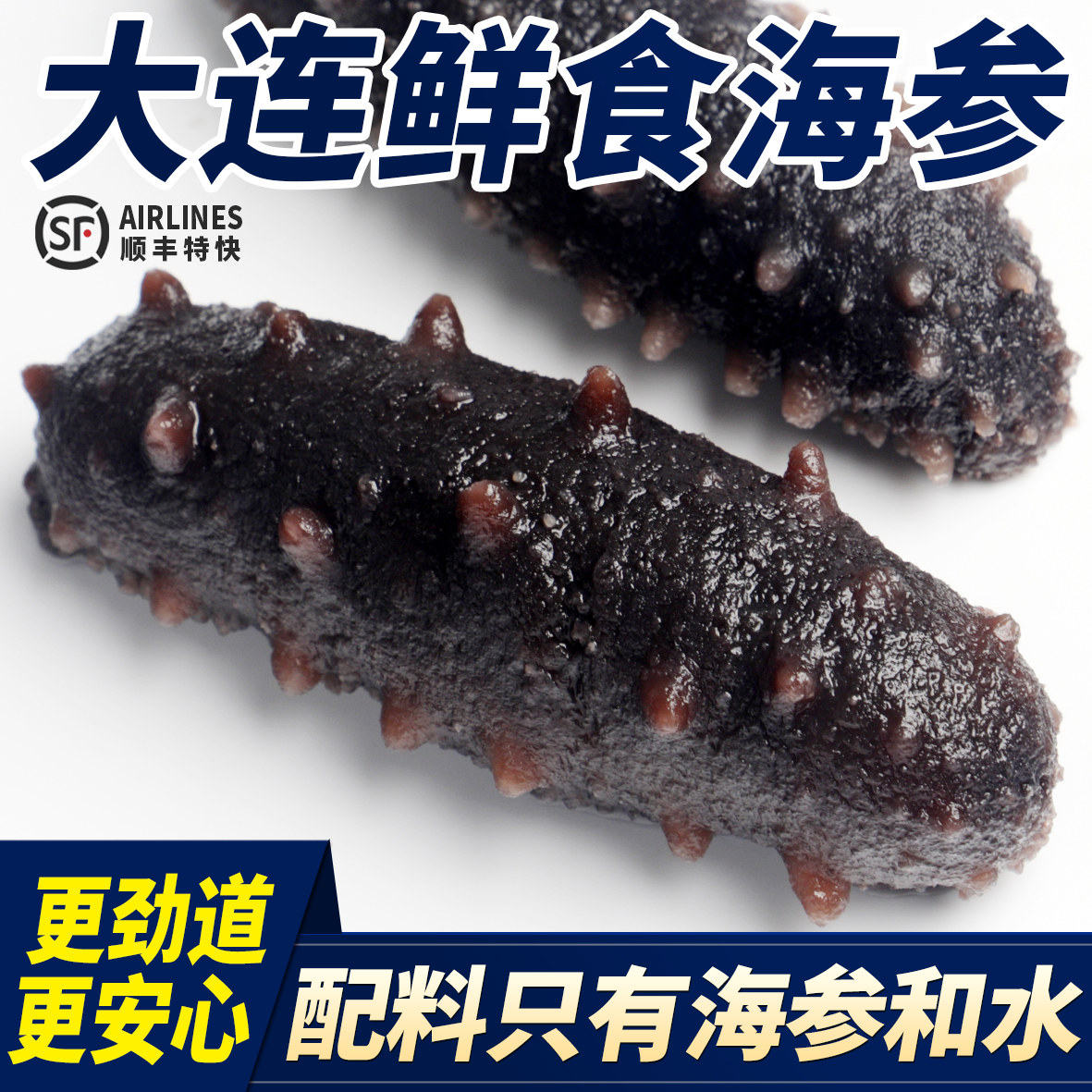 高品质大连即食大海参鲜食辽参刺海参