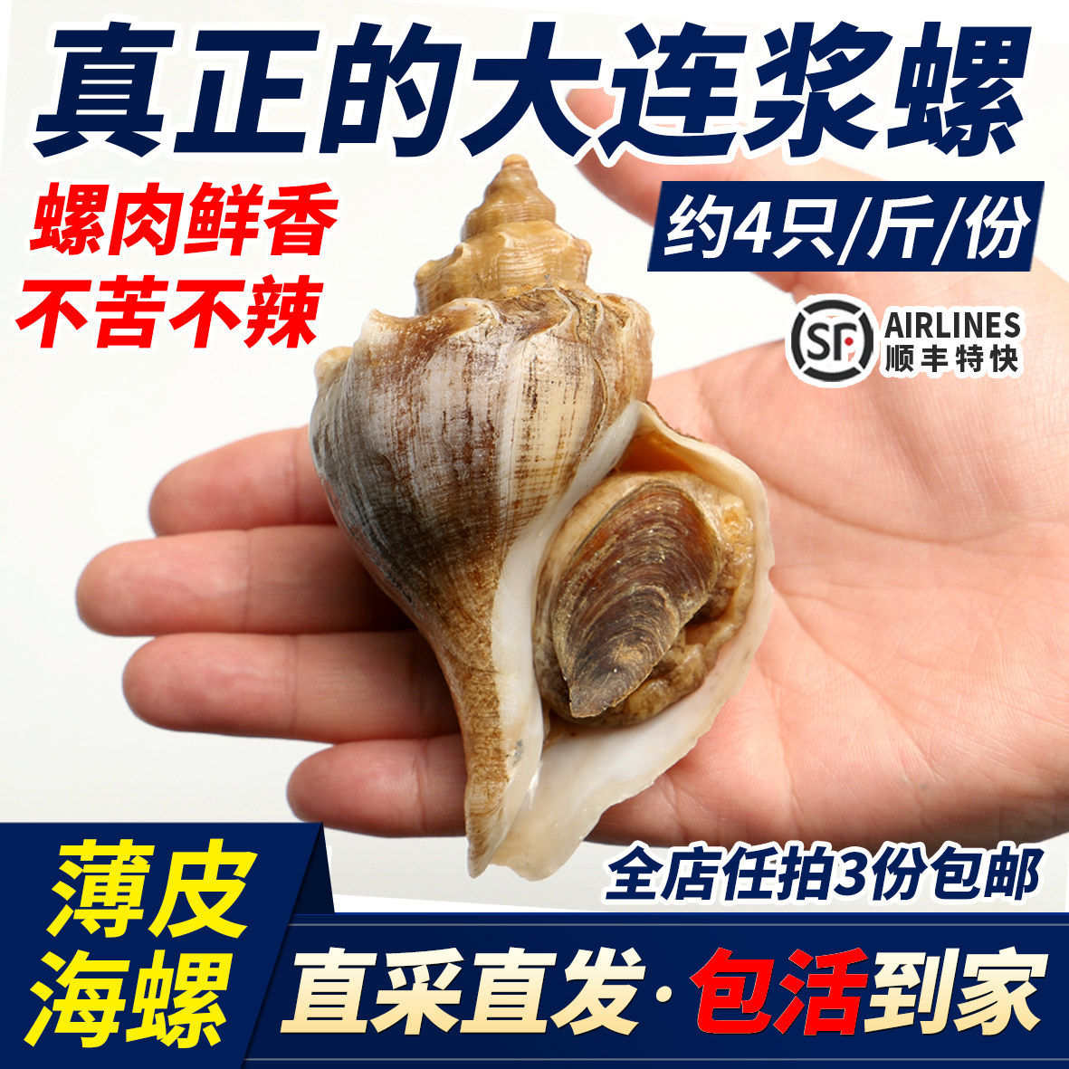 大连鲜活獐子岛海螺浆螺香螺响锣渤海湾海鲜非红里螺3-4只1斤