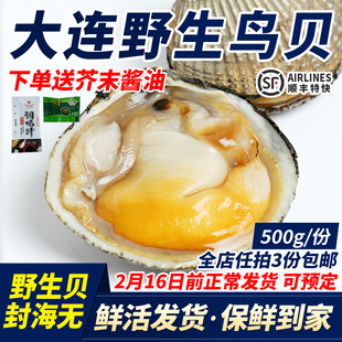 大连特产鲜活大鸟贝带壳活鲜发货刺身野生黄鸟贝白贝海鲜鸟蛤1斤