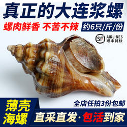 大连鲜活獐子岛海螺浆螺香螺响锣渤海湾海鲜非红里螺5-7只1斤