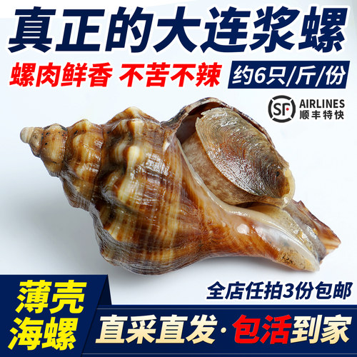 大连鲜活獐子海螺非红里5-7只1斤