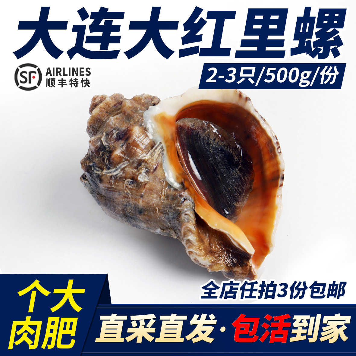 大连野生大红里螺大海螺红李子红鲤大号活鲜新鲜香螺海鲜1斤2-3只
