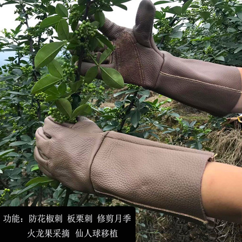 园艺防刺手套专用修剪花椒月季玫瑰花摘捡板栗子牛皮园林防扎防水