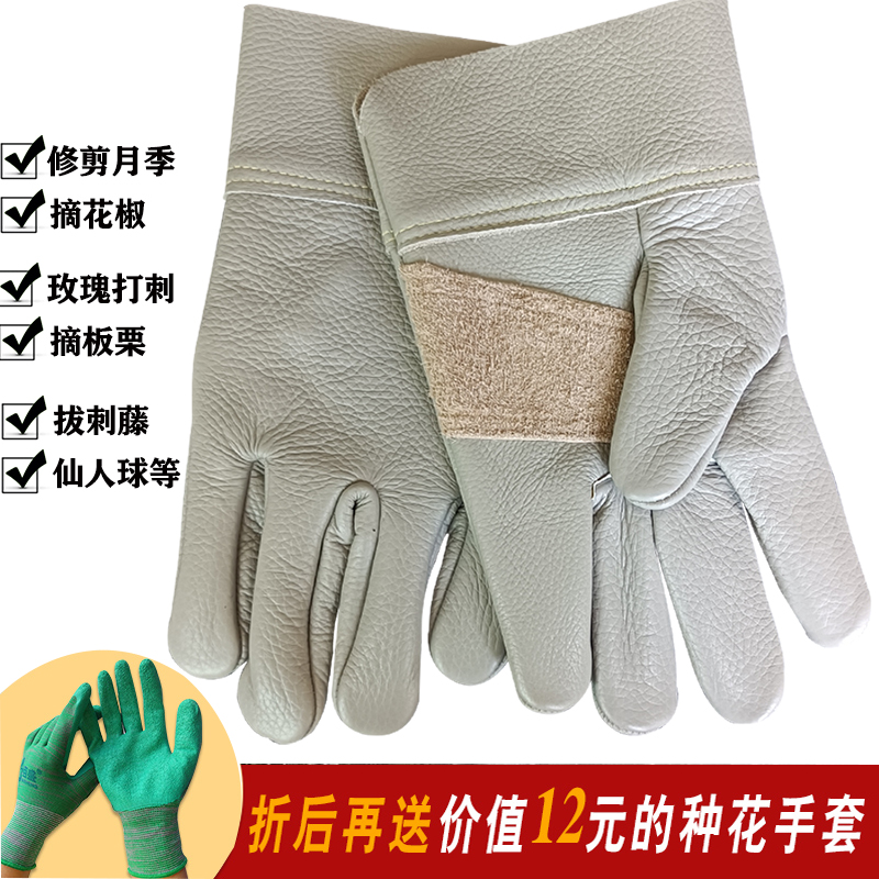 加厚牛皮修剪月季摘板栗