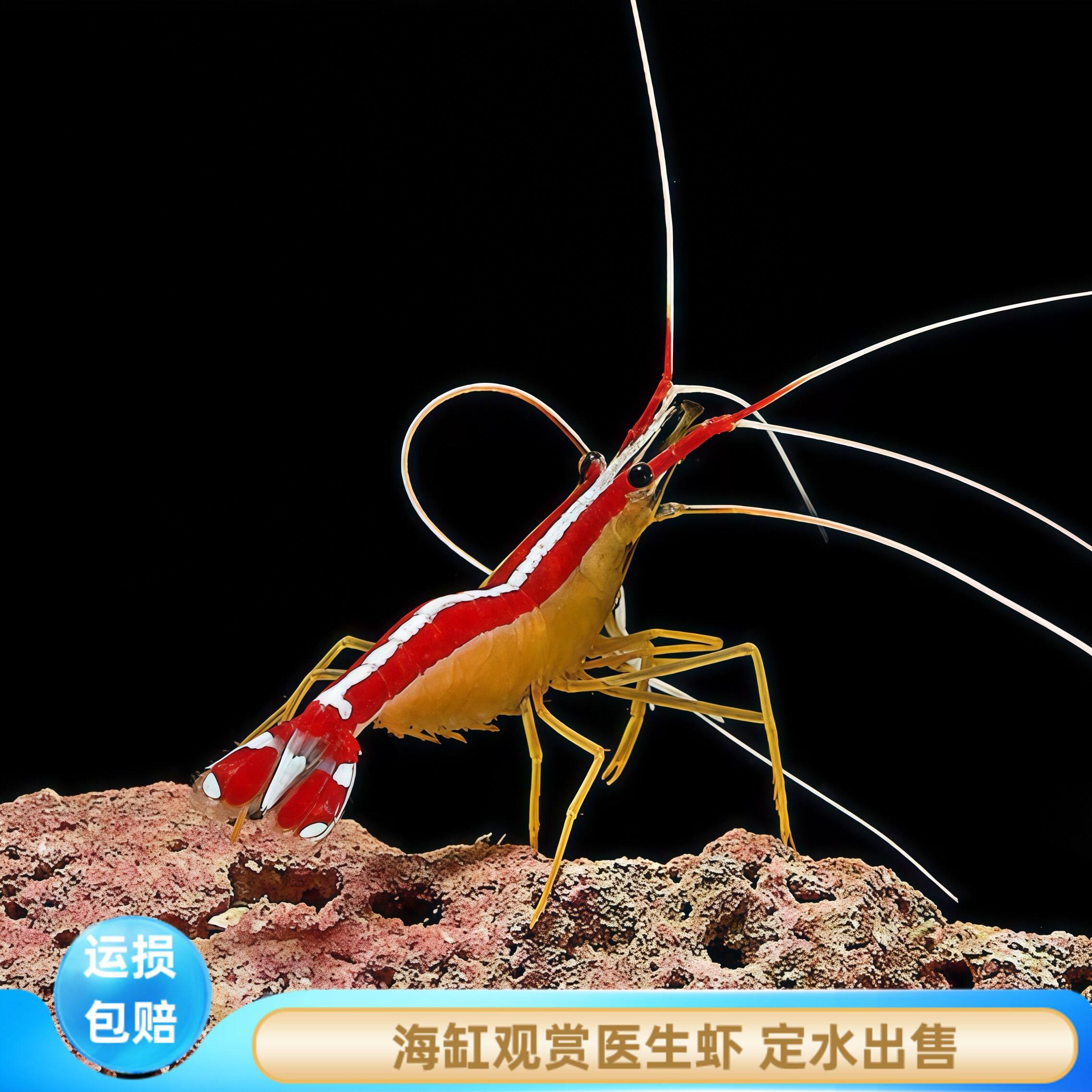 厦门蕴海医生虾除虫混养珊瑚缸