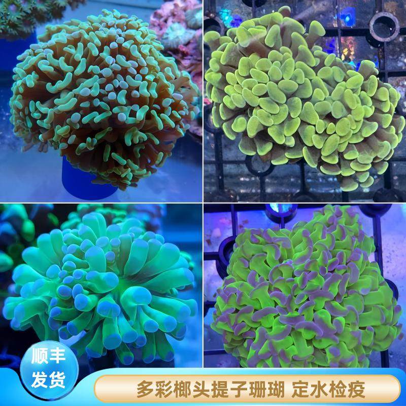 【厦门蕴海】榔头珊瑚荧光绿双色紫玫瑰金猪腰分枝海水缸活体软体