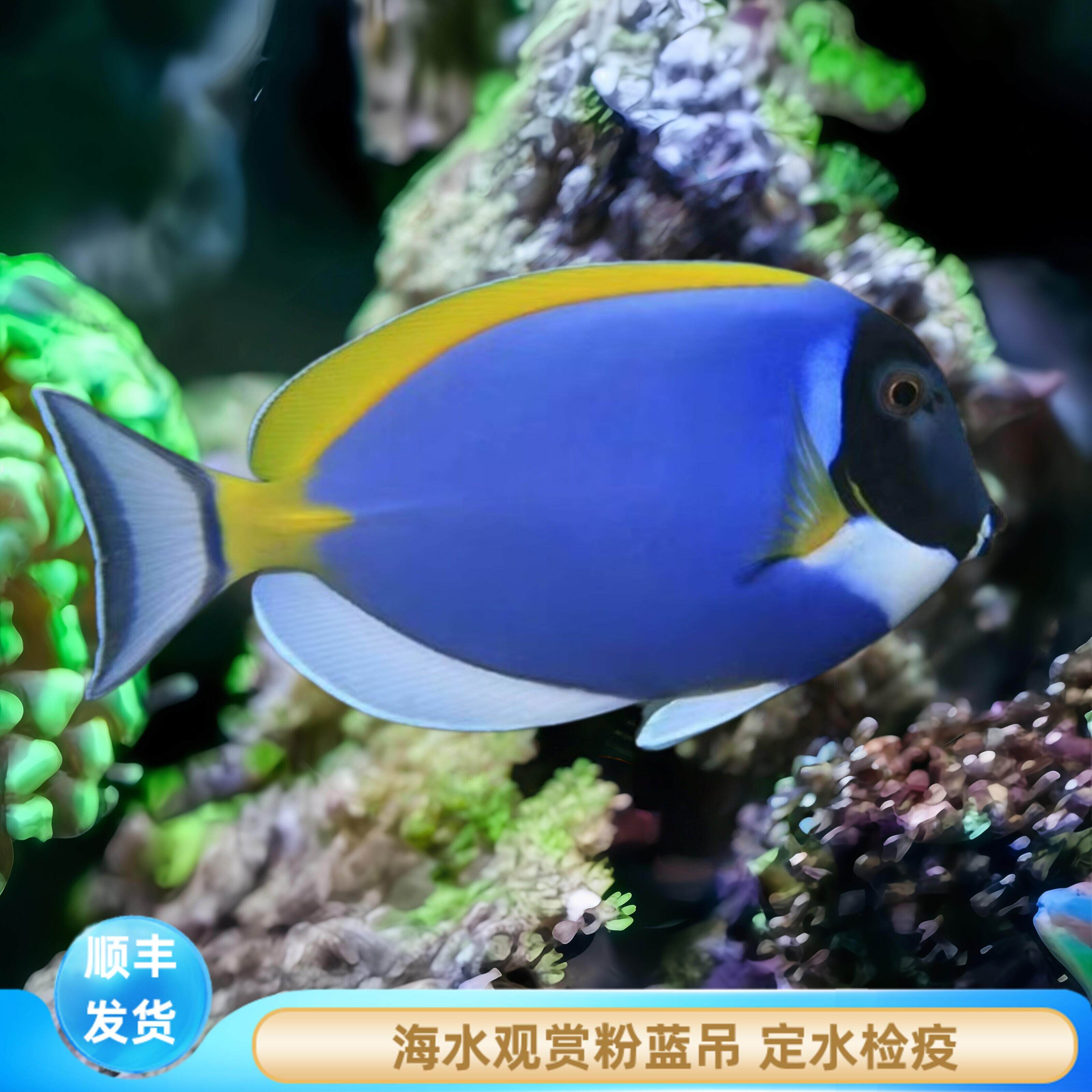 【厦门蕴海】粉蓝吊海水鱼活体观赏鱼吊类开口养定珊瑚缸除藻新手