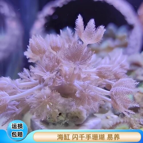 蕴海水族闪千手珊瑚软体日本活体