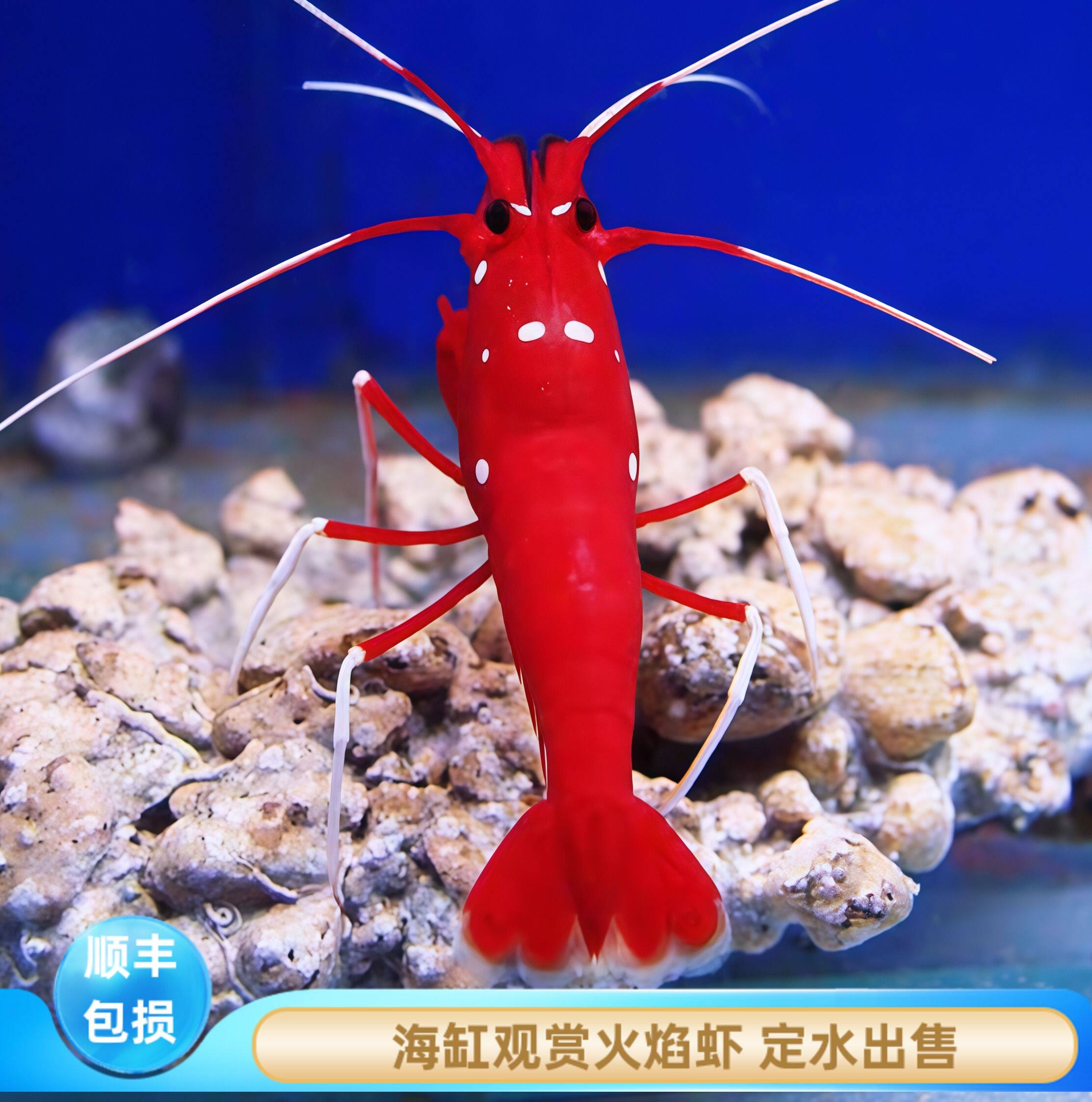 厦门蕴海火焰虾除虫混养海缸