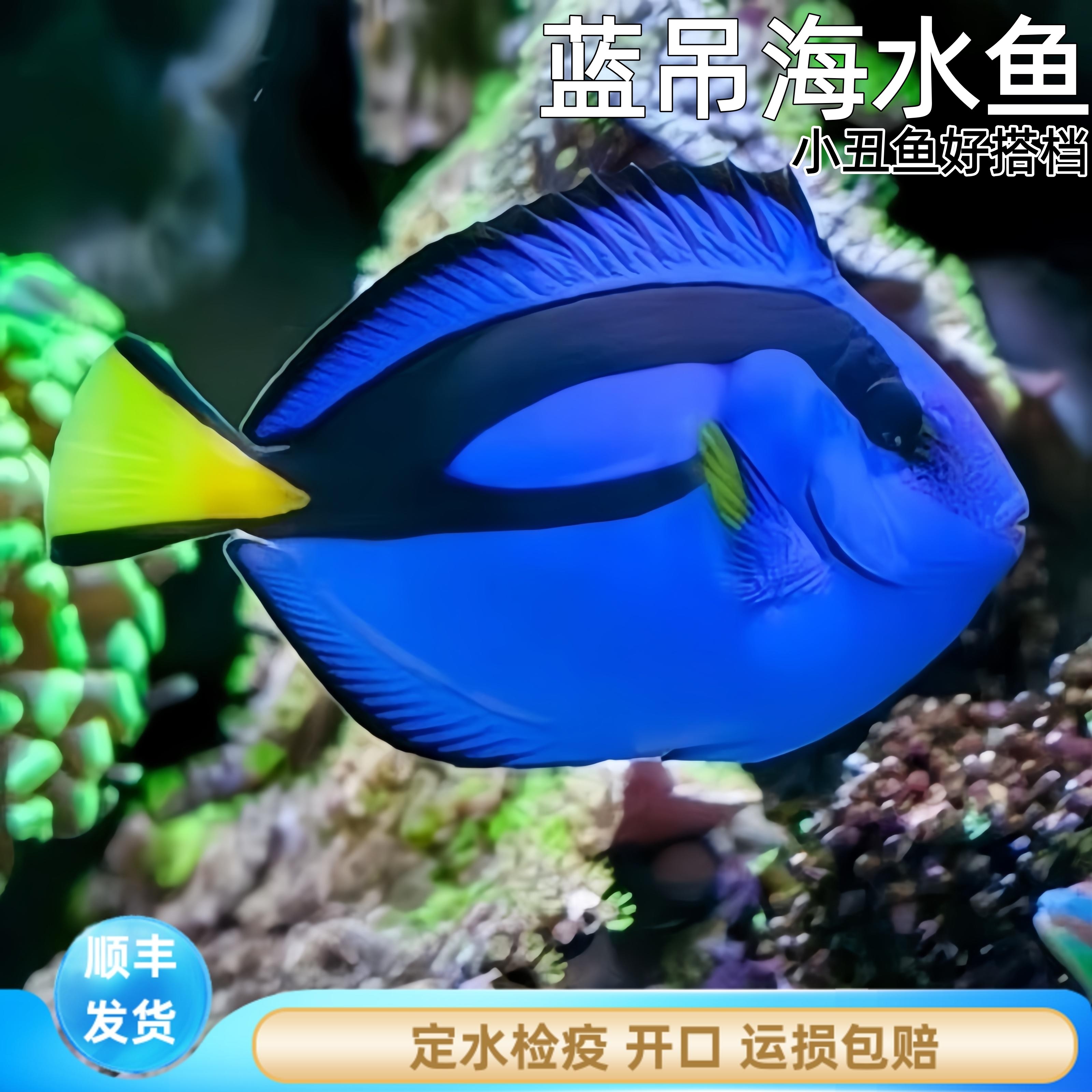 蓝吊海水鱼蓝吊吊海水鱼