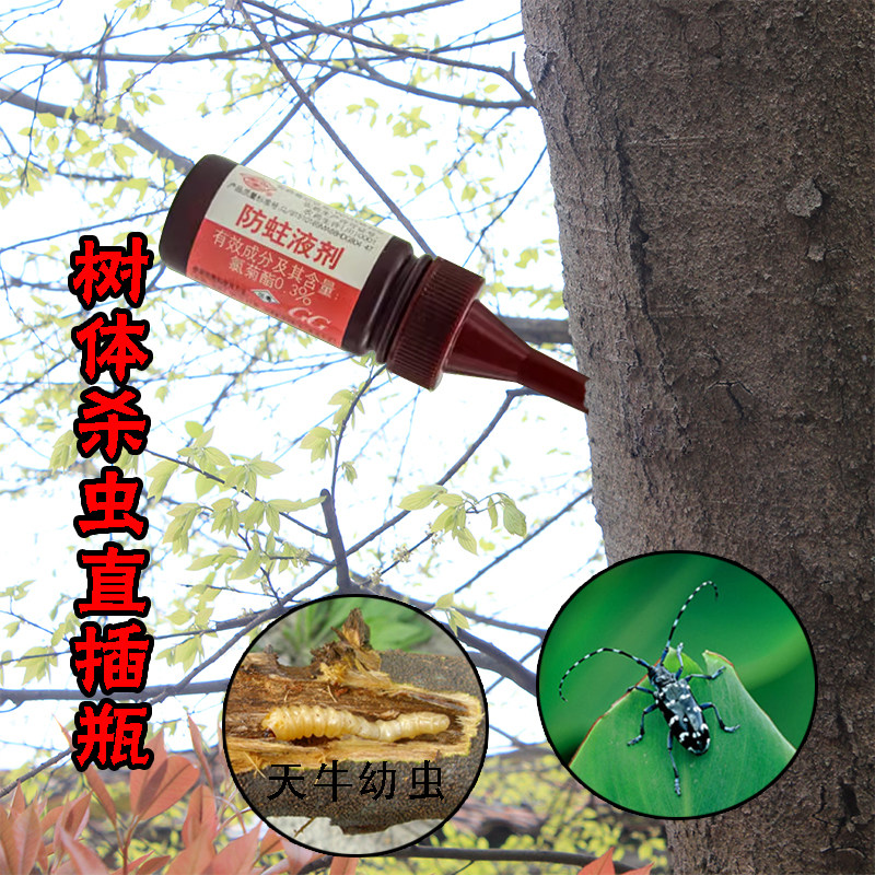 蛀干害虫杀虫剂 国光防蛀液剂杀苗木木蠹蛾小蠹虫天牛幼虫杀虫剂