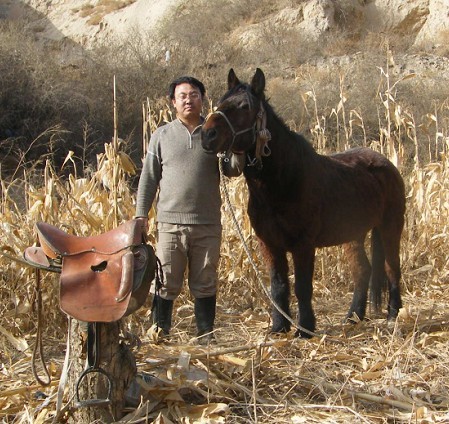 河曲马乘骑马 1.4米高 6岁骟马赛马活体马